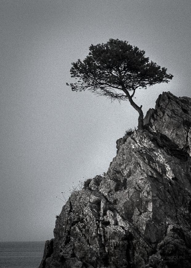 Arbol solo, Tossa de Mar, España 2013.
