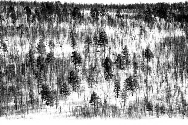 Arboles entre la nieve, Noruega