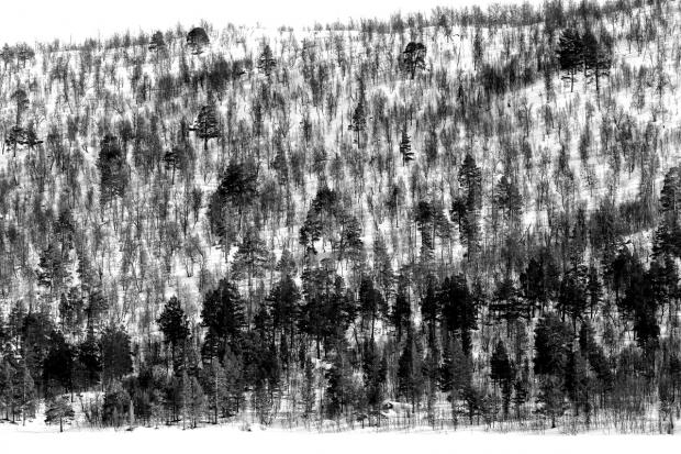El bosque, Noruega
