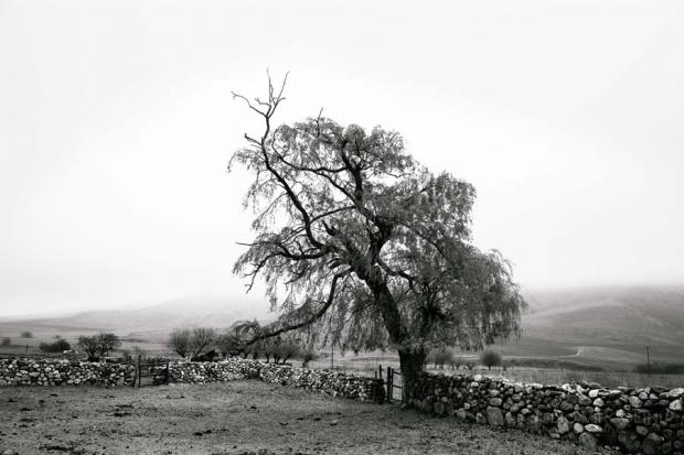 Arbol custodio, Las Carreras, Tafí del Valle, Tucumán, 2012.