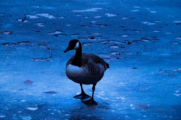 Duck in blue, Cos Cob, CT, USA