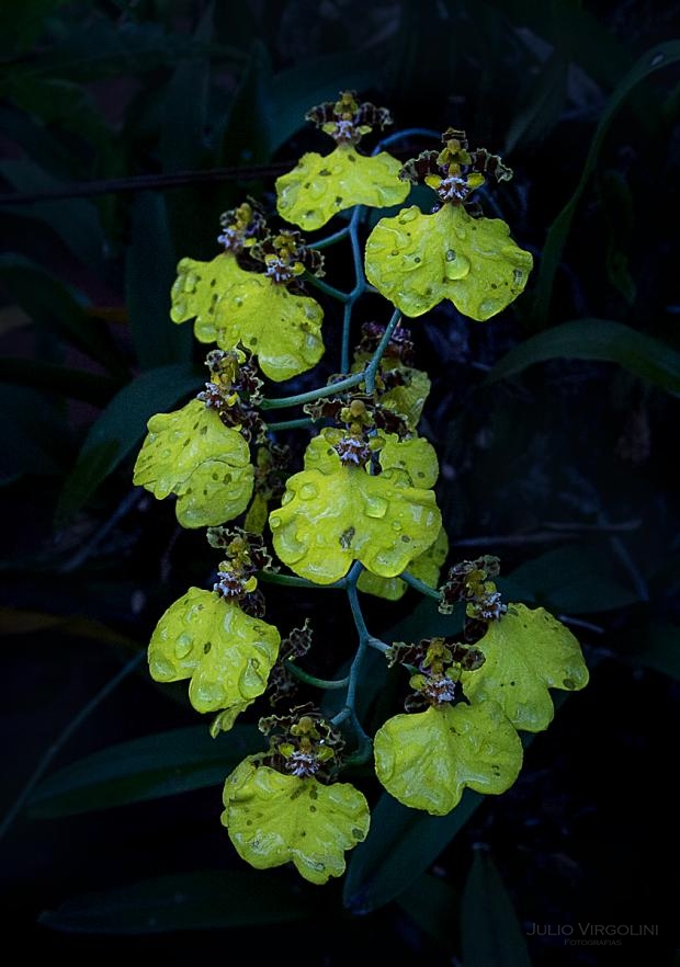 Flores, San Isidro, Argentina