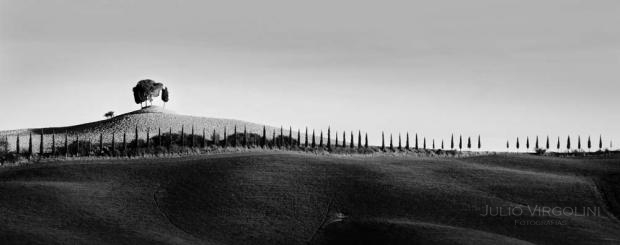 Arboles en fila, Toscana, Italia, 2010.