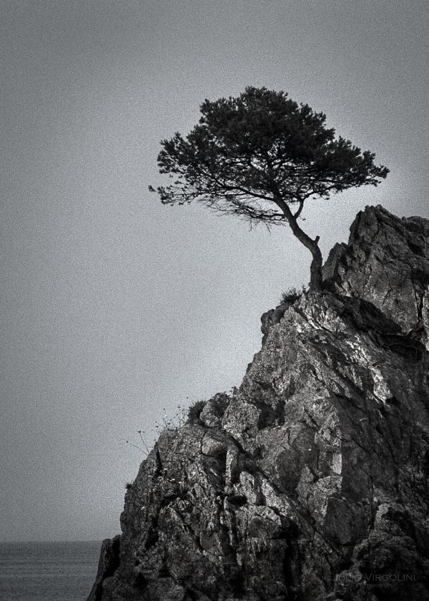 Arbol solo, Tossa de Mar 2013.