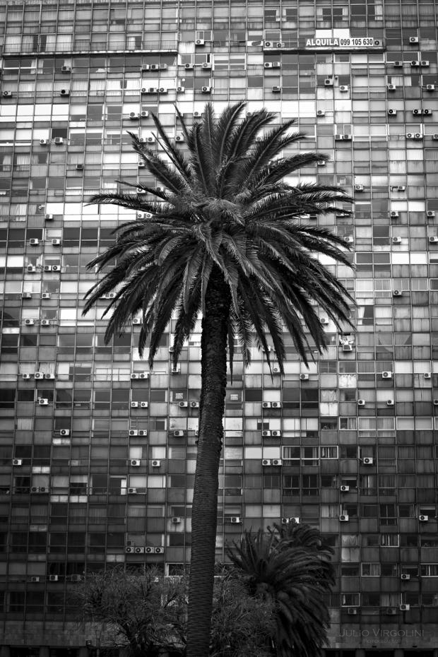 La palmera, Montevideo, ROU