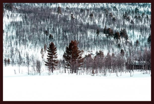 Reddish tree, Noruega