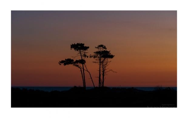 Solanas trees, Punta del Este, ROU